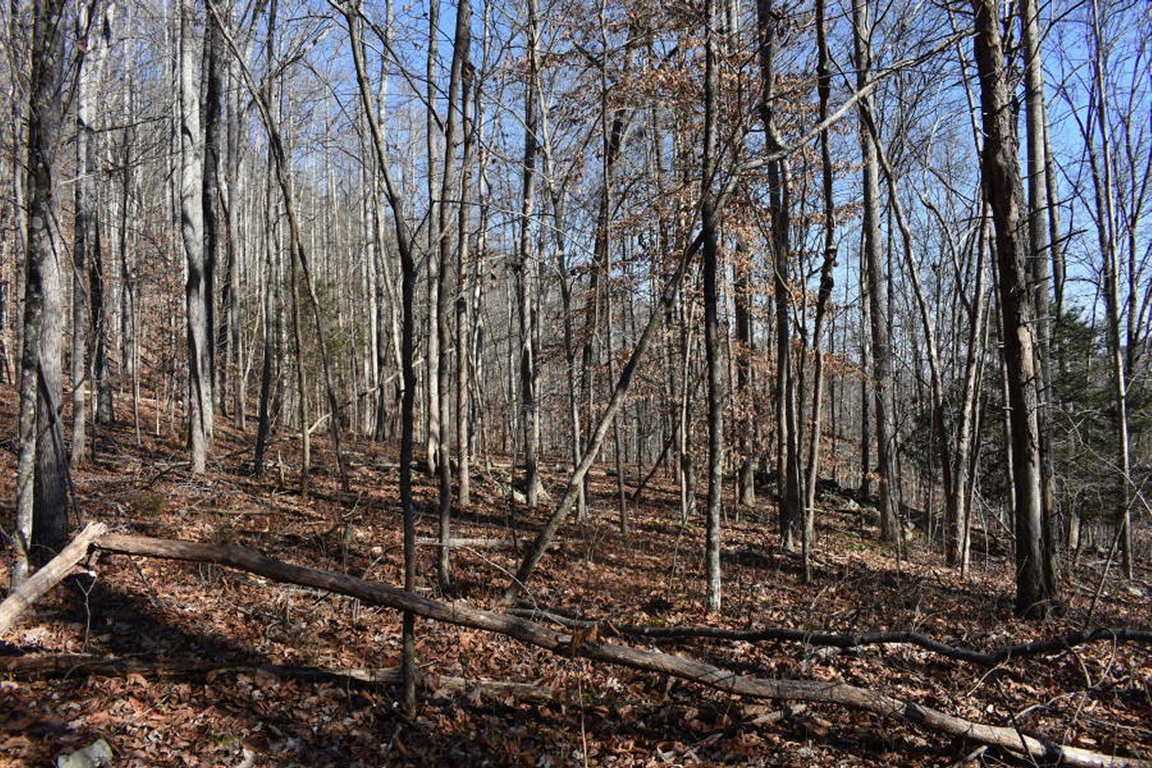 0 Sherm Mountain Road Sneedville, TN 37869 - Photo 14 of 24 14