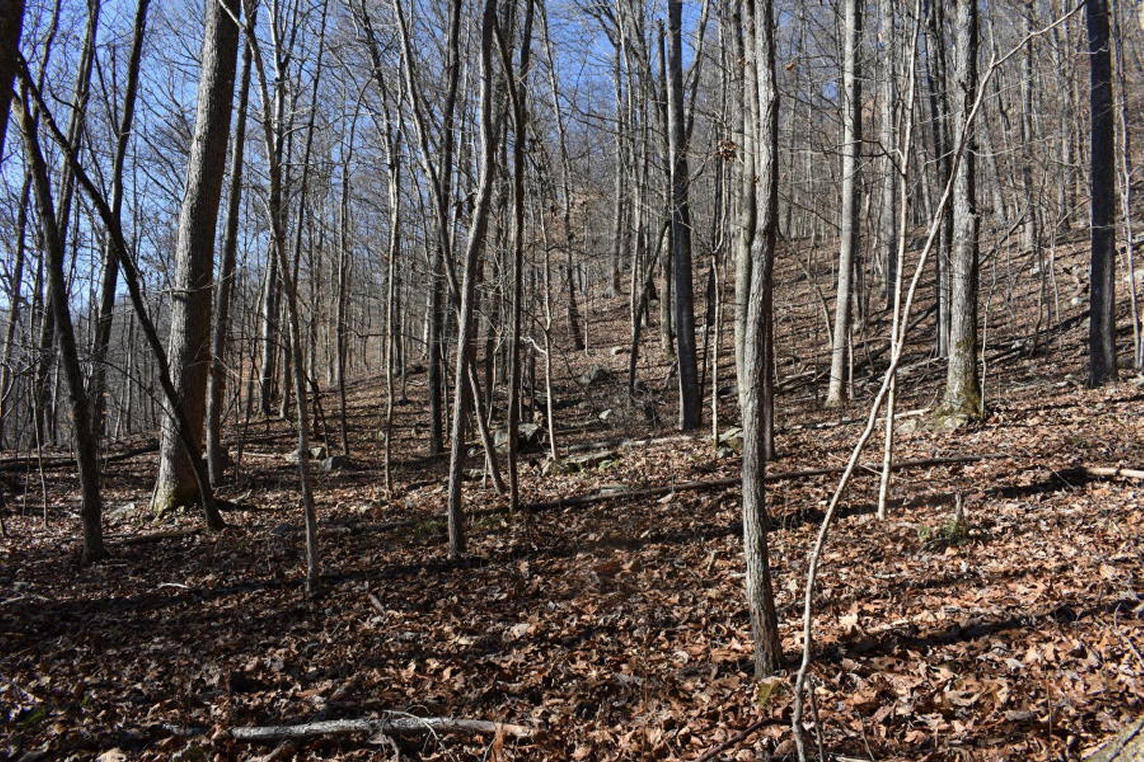 0 Sherm Mountain Road Sneedville, TN 37869 - Photo 15 of 24 15