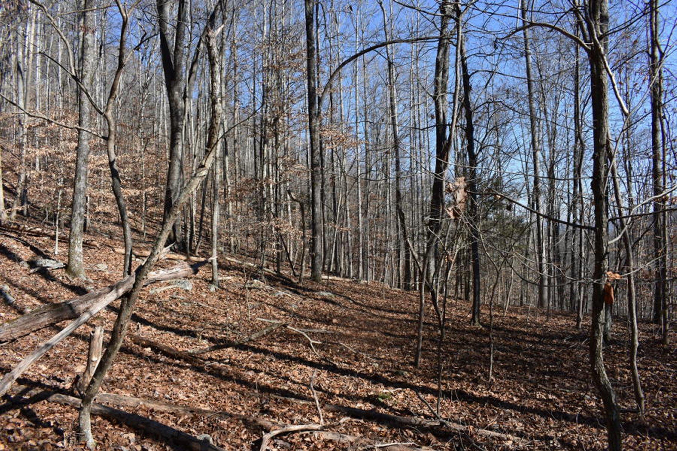 0 Sherm Mountain Road Sneedville, TN 37869 - Photo 17 of 24 17