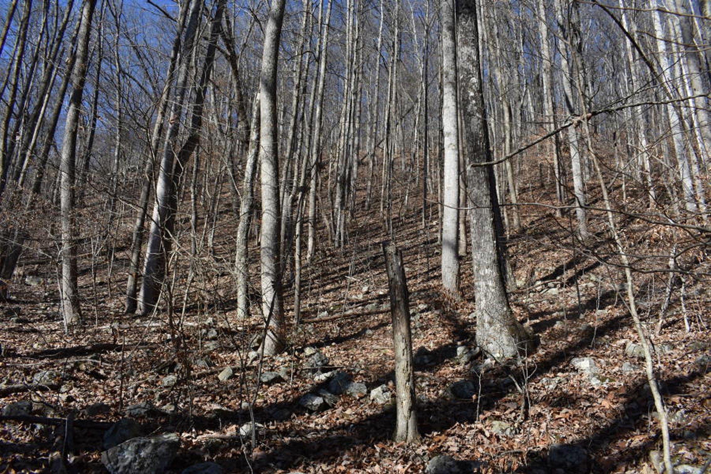 0 Sherm Mountain Road Sneedville, TN 37869 - Photo 20 of 24 20