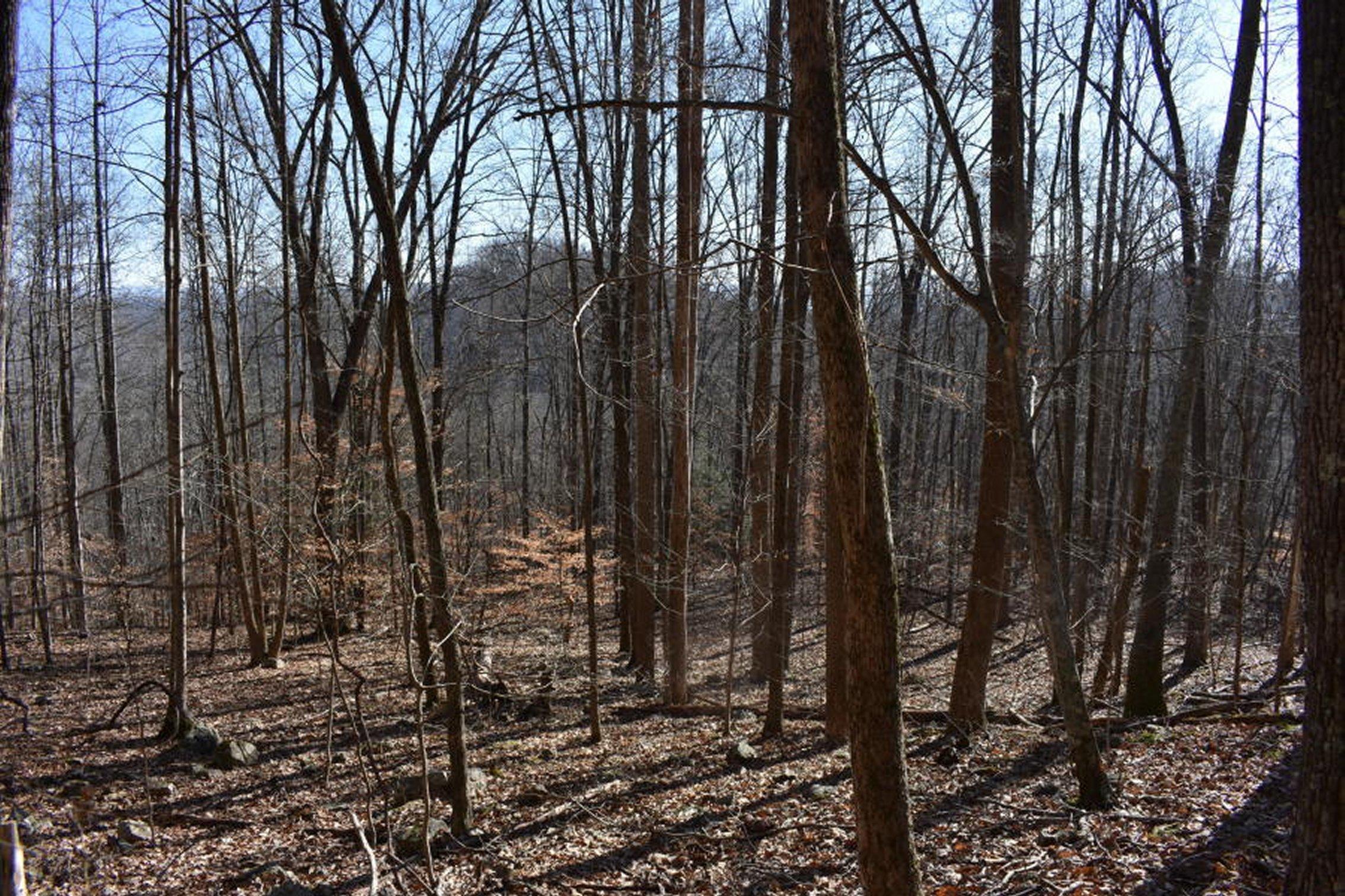 0 Sherm Mountain Road Sneedville, TN 37869 - Photo 21 of 24 21