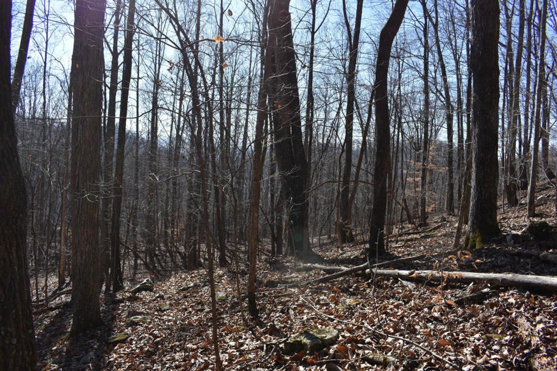 0 Sherm Mountain Road Sneedville, TN 37869 - Photo 22 of 24 22
