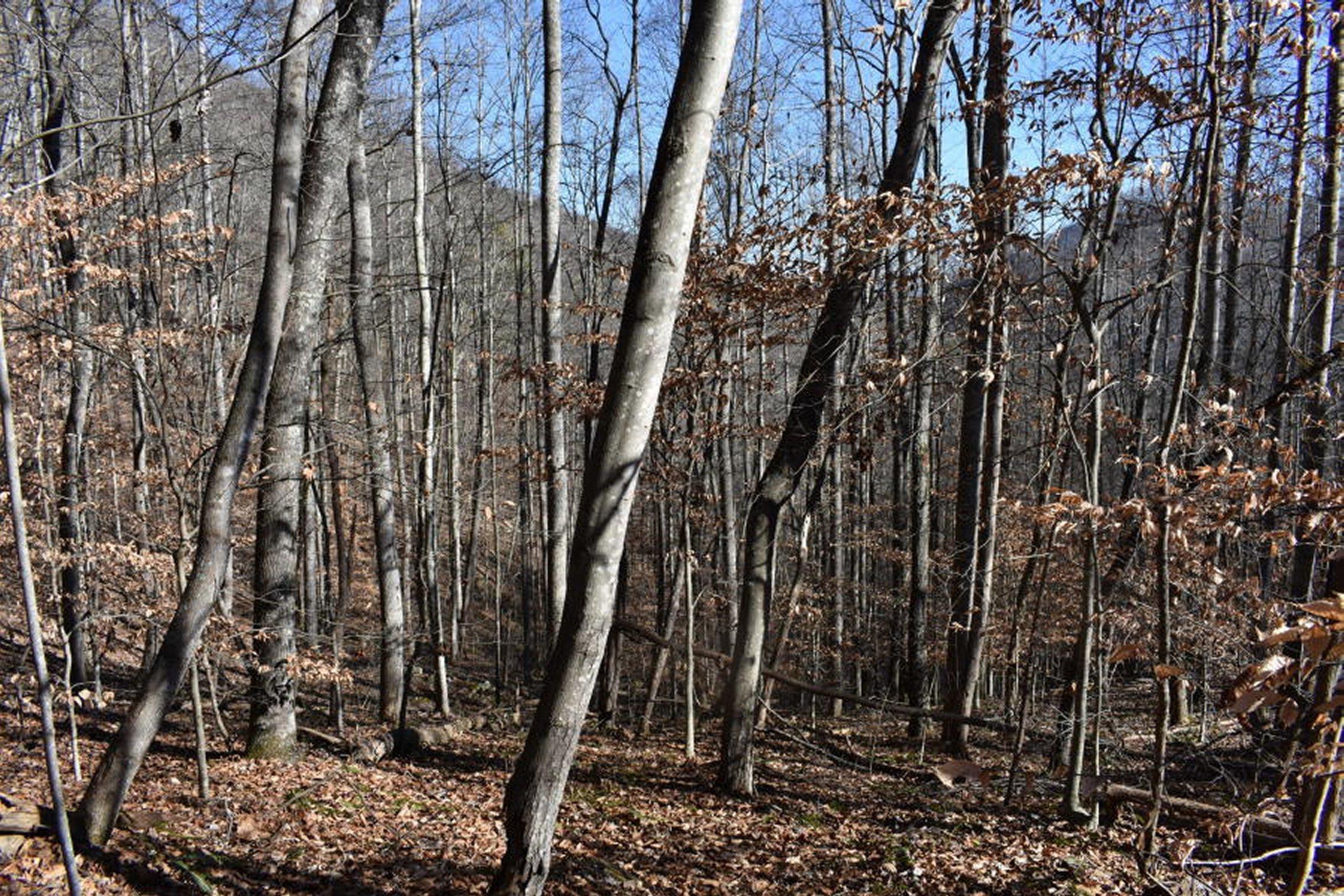 0 Sherm Mountain Road Sneedville, TN 37869 - Photo 23 of 24 23