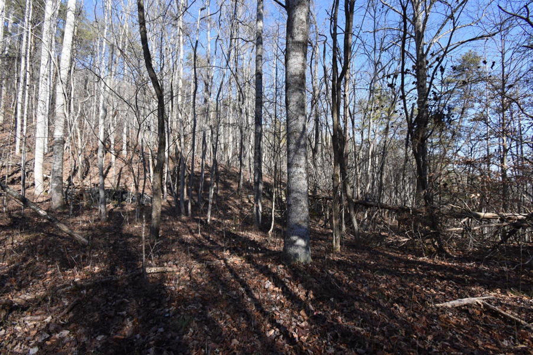 0 Sherm Mountain Road Sneedville, TN 37869 - Photo 4 of 24 4