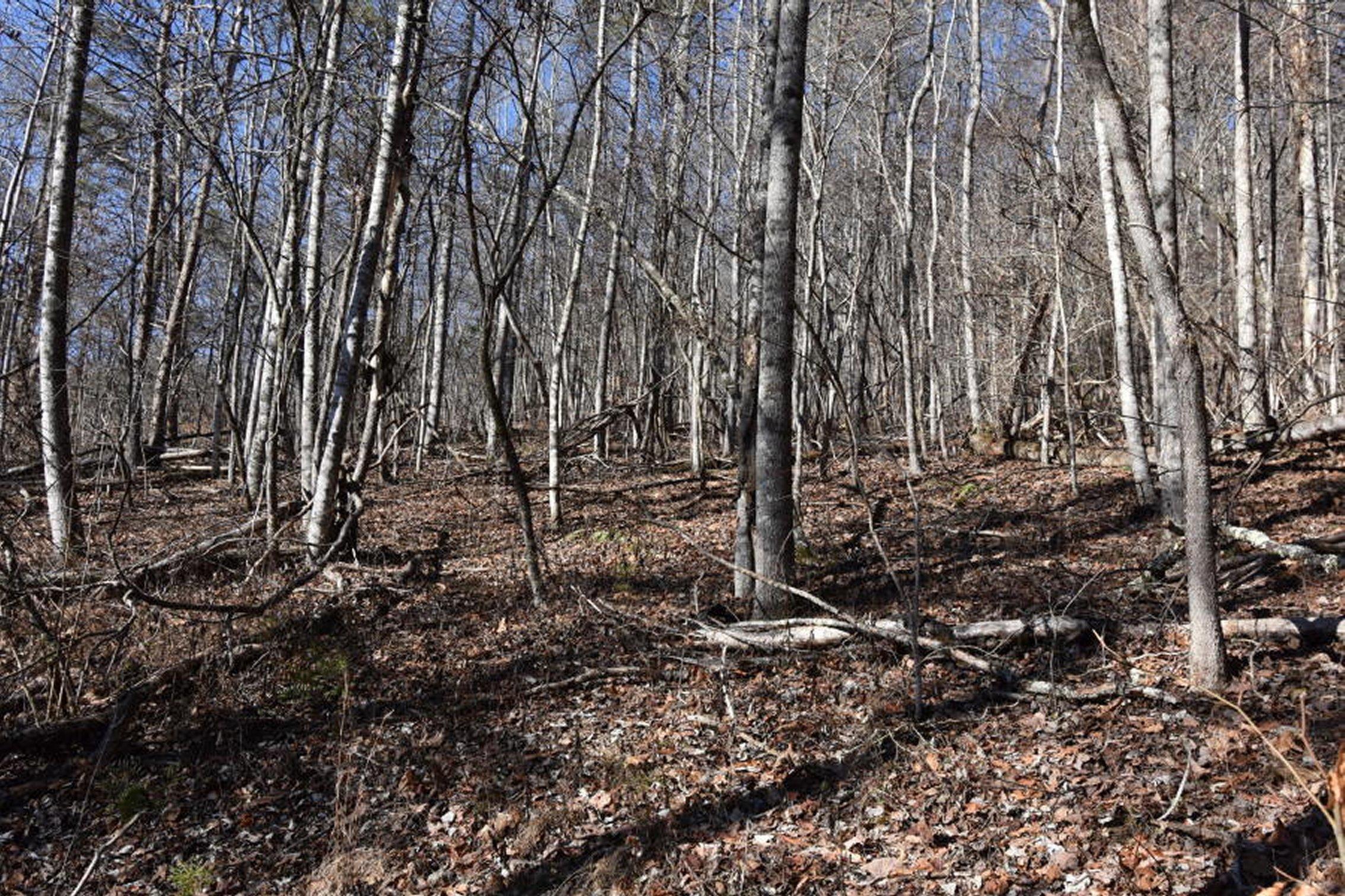 0 Sherm Mountain Road Sneedville, TN 37869 - Photo 7 of 24 7