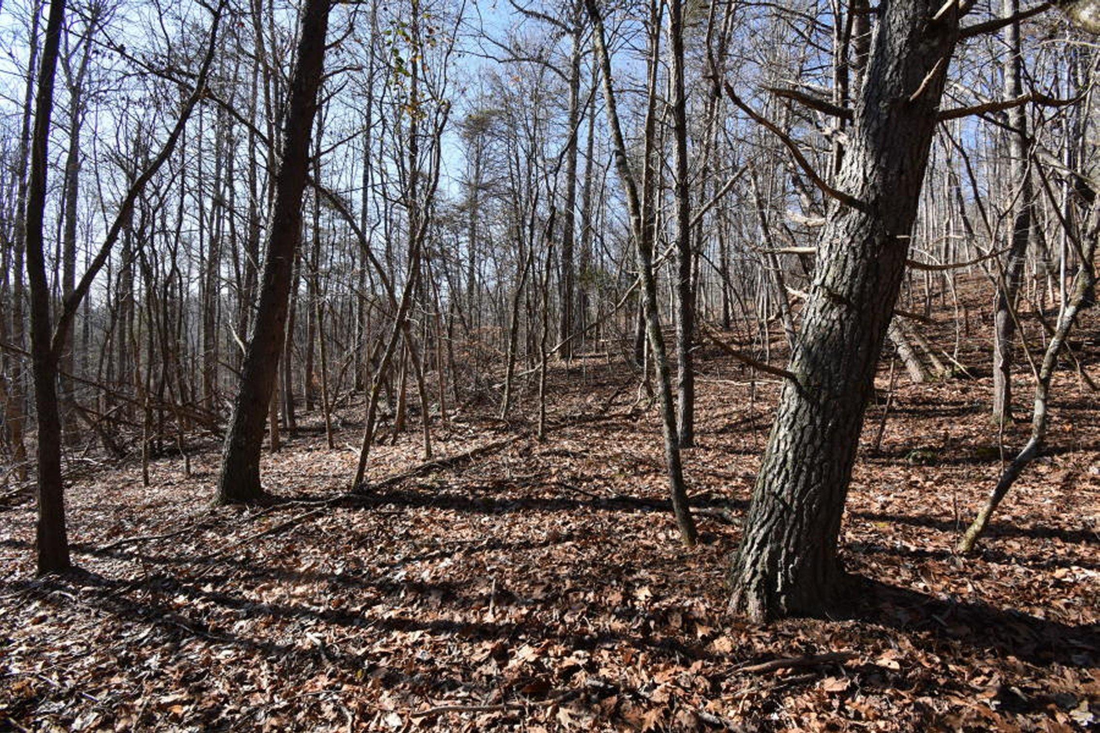 0 Sherm Mountain Road Sneedville, TN 37869 - Photo 8 of 24 8