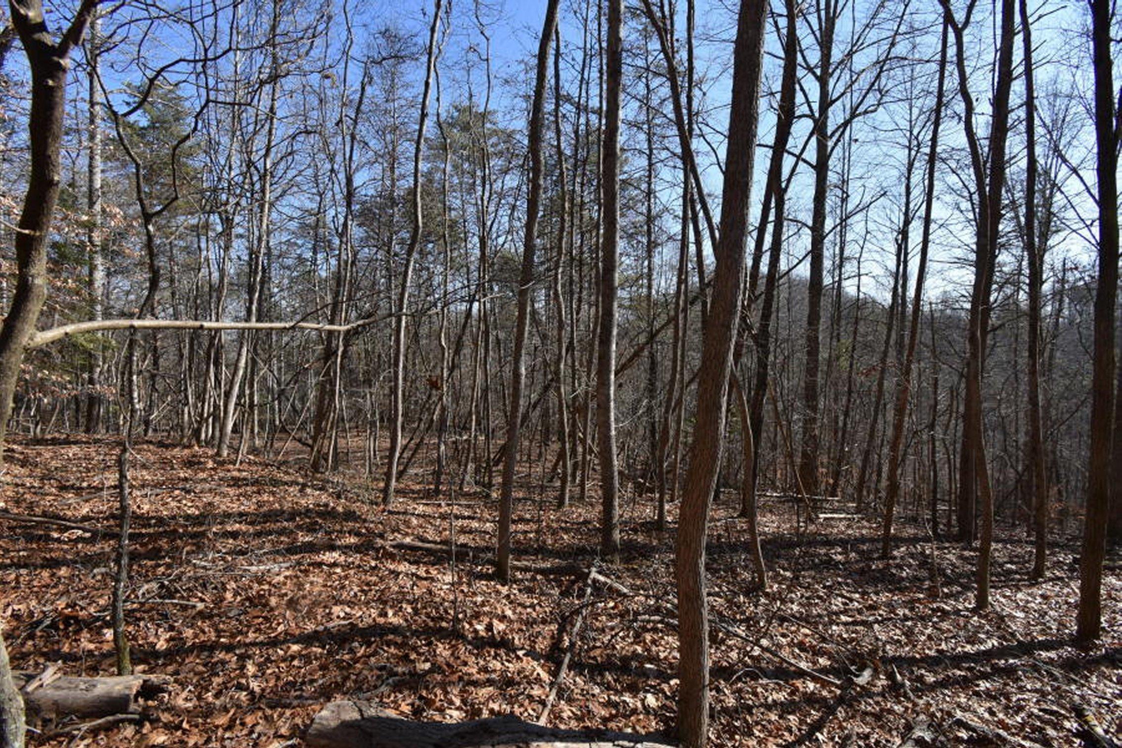 0 Sherm Mountain Road Sneedville, TN 37869 - Photo 10 of 24 10