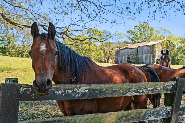 $2,999,999 | 6646 Arno-College Grove Road, College Grove, TN 37046