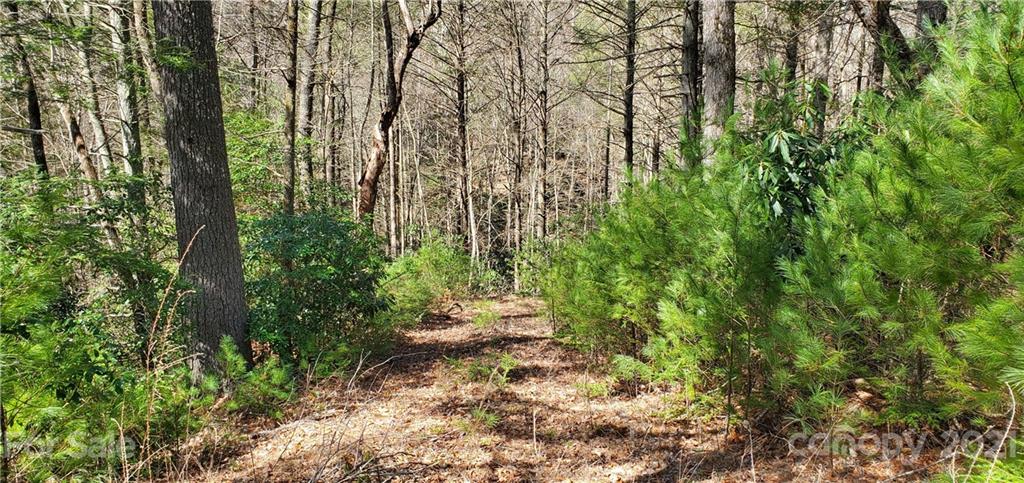 300 Arrowhead Road Ferguson, NC 28624 - Photo 21 of 48 a view of a yard with large trees