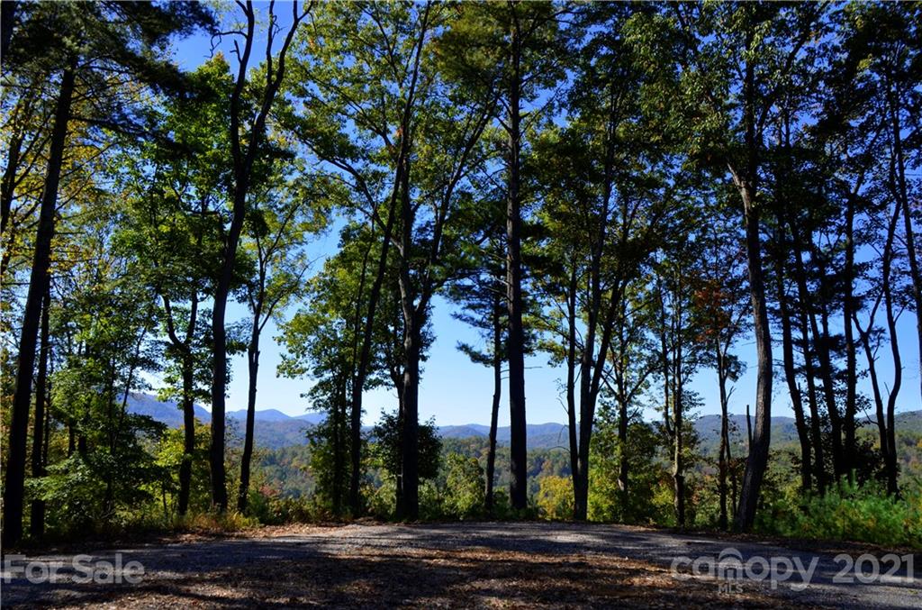 300 Arrowhead Road Ferguson, NC 28624 - Photo 27 of 48 a view of a yard with plants and trees