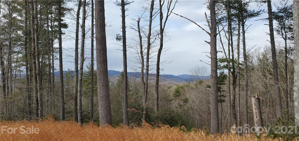 300 Arrowhead Road Ferguson, NC 28624 - Photo 6 of 48 a view of a forest with a tree