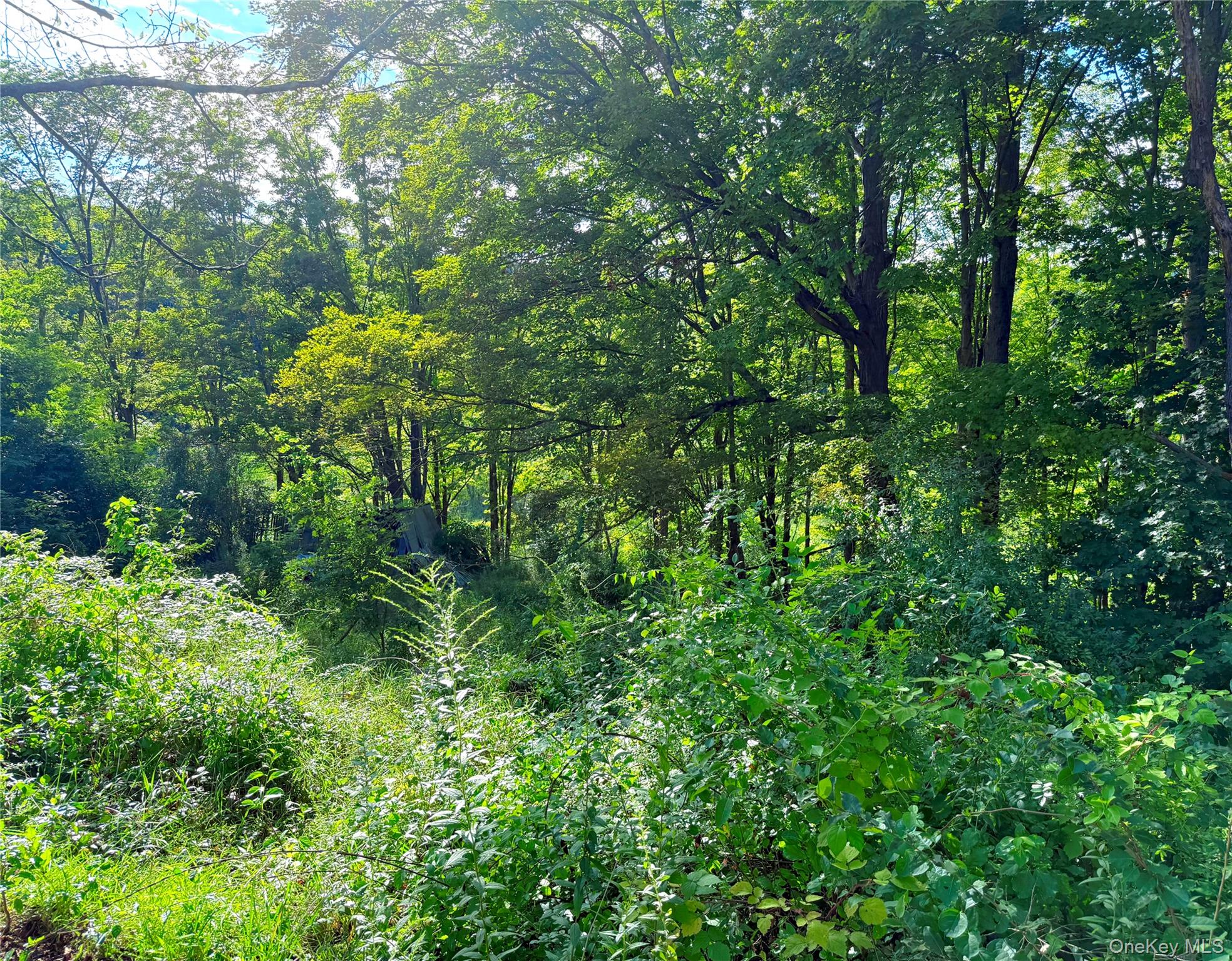 Walnut Street Pawling, NY 12564 - Photo 9 of 10 a view of a lush green forest
