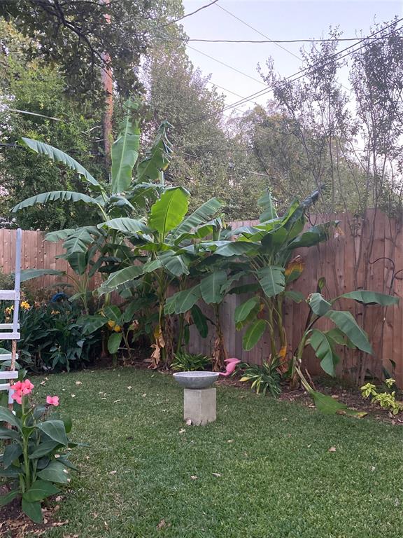 1525 Jenson Road Fort Worth, TX 76112 - Photo 40 of 40 Banana trees in bloom!