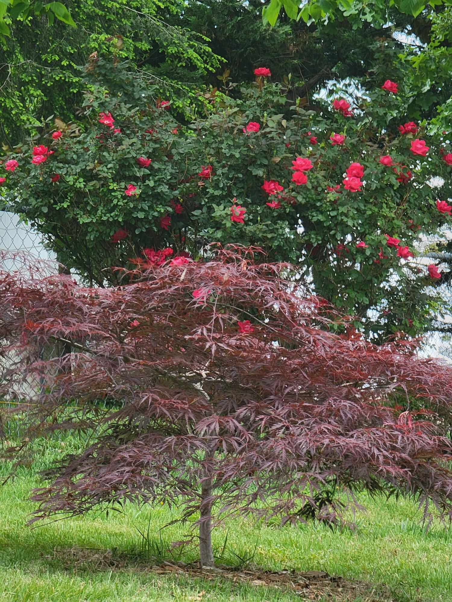 162 Rolling Ridge Court Chattanooga, TN 37421 - Photo 13 of 67 20230506_152626