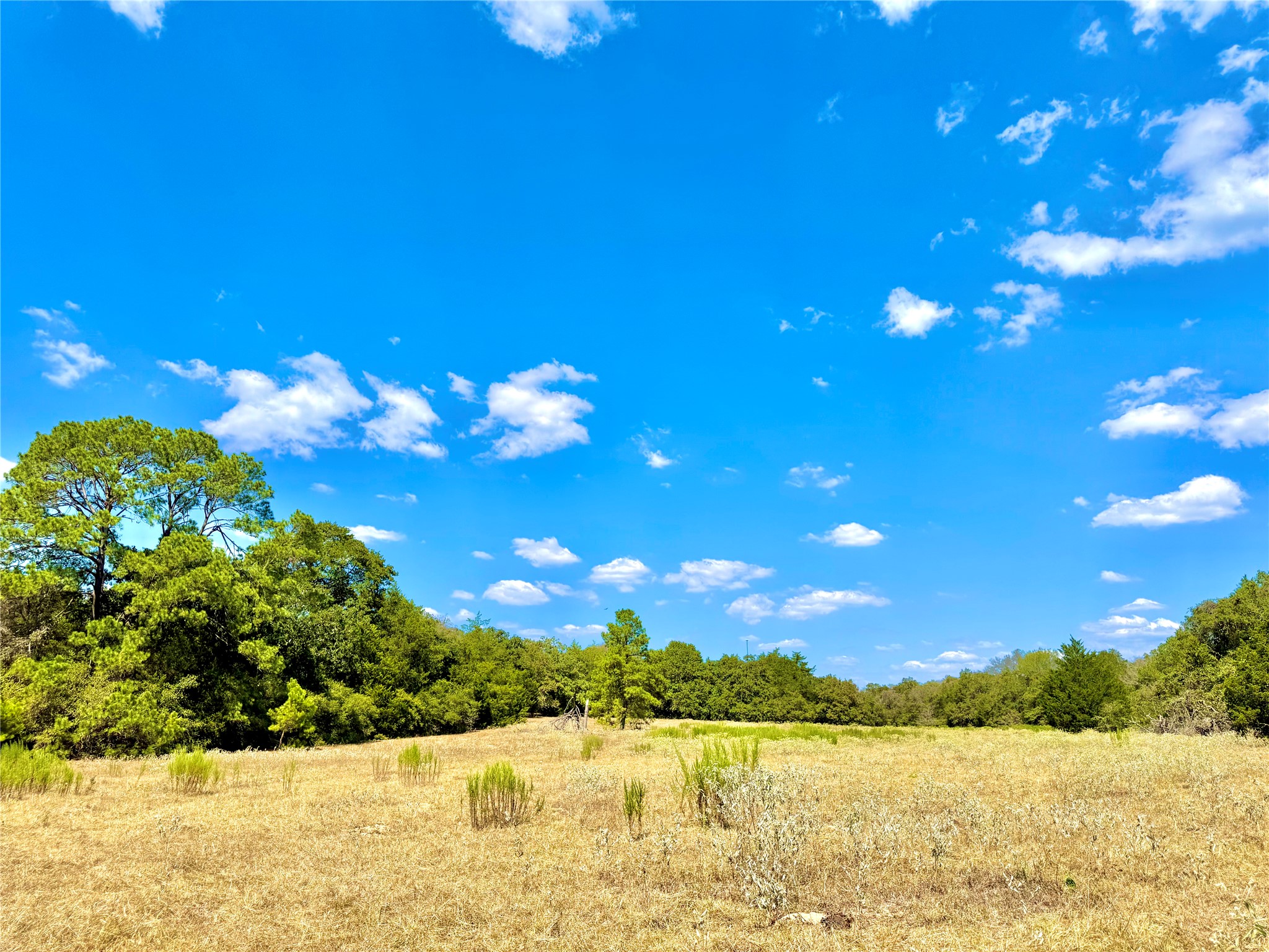 Tbd 50.62-acres Tbd 50.62-acres Rabel Road Rosanky, TX 78953 - Photo 5 of 23 View of woods with a rural view