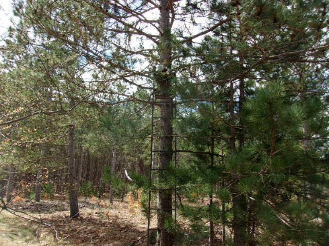13511 9 Mile Road Kaleva, MI 49645 - Photo 25 of 32 027