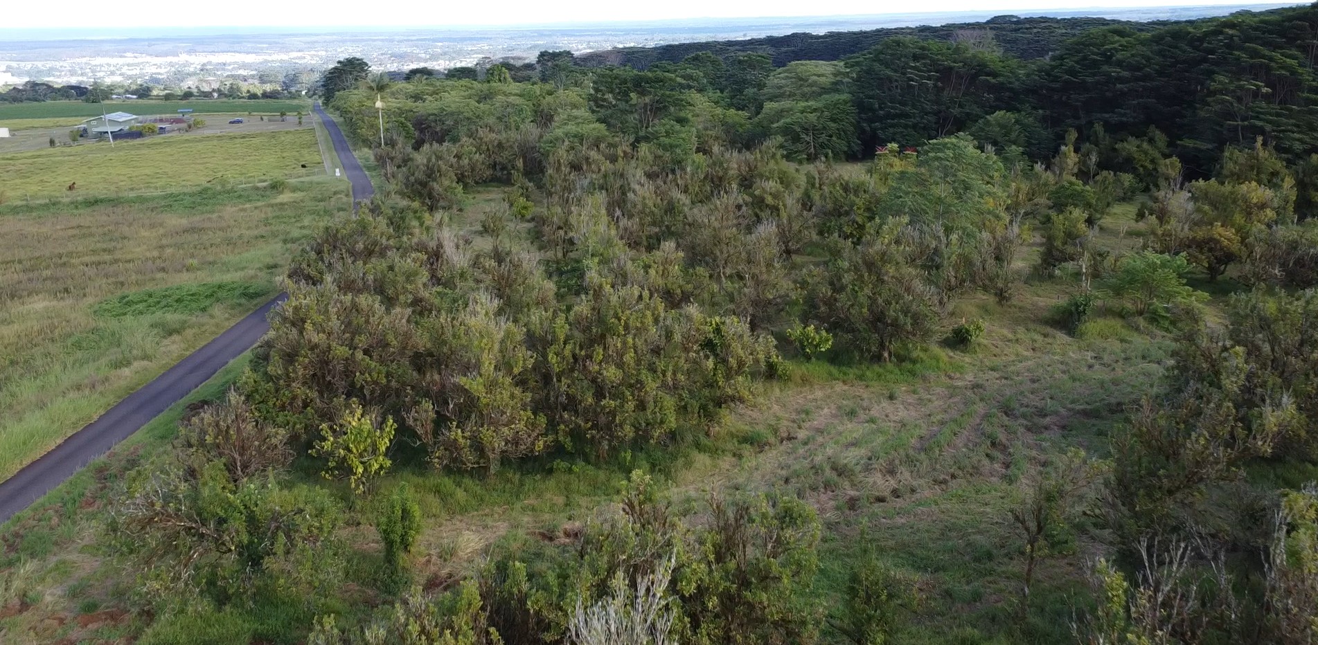 2525 Lot 62 Maikalani Street Hilo, HI 96720 - Photo 6 of 11 a view of a lush green forest with a lake and trees