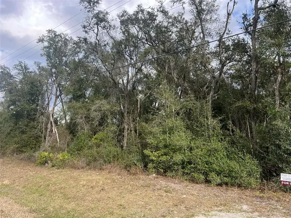 a view of a forest with trees in the background