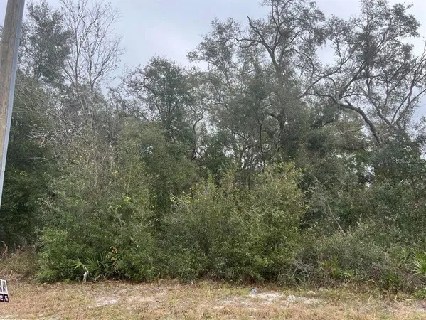 a view of a forest with trees in the background