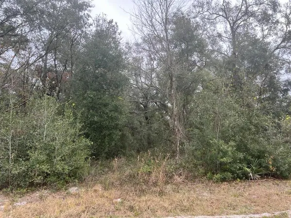 a view of a forest with trees in the background