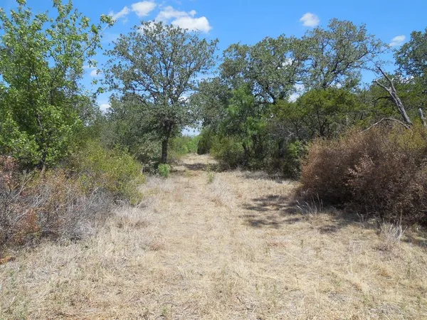 a view of a dry yard with trees