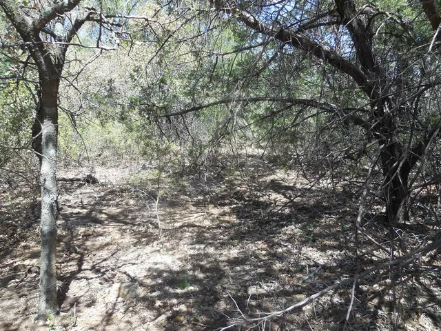a view of a yard with a tree