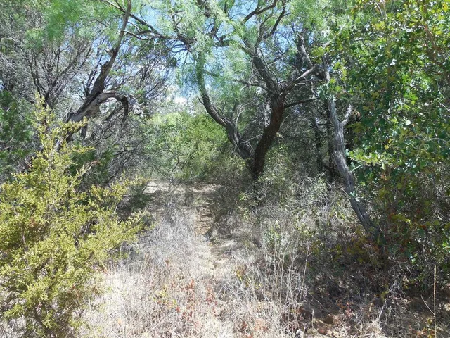 a view of a forest with lots of trees