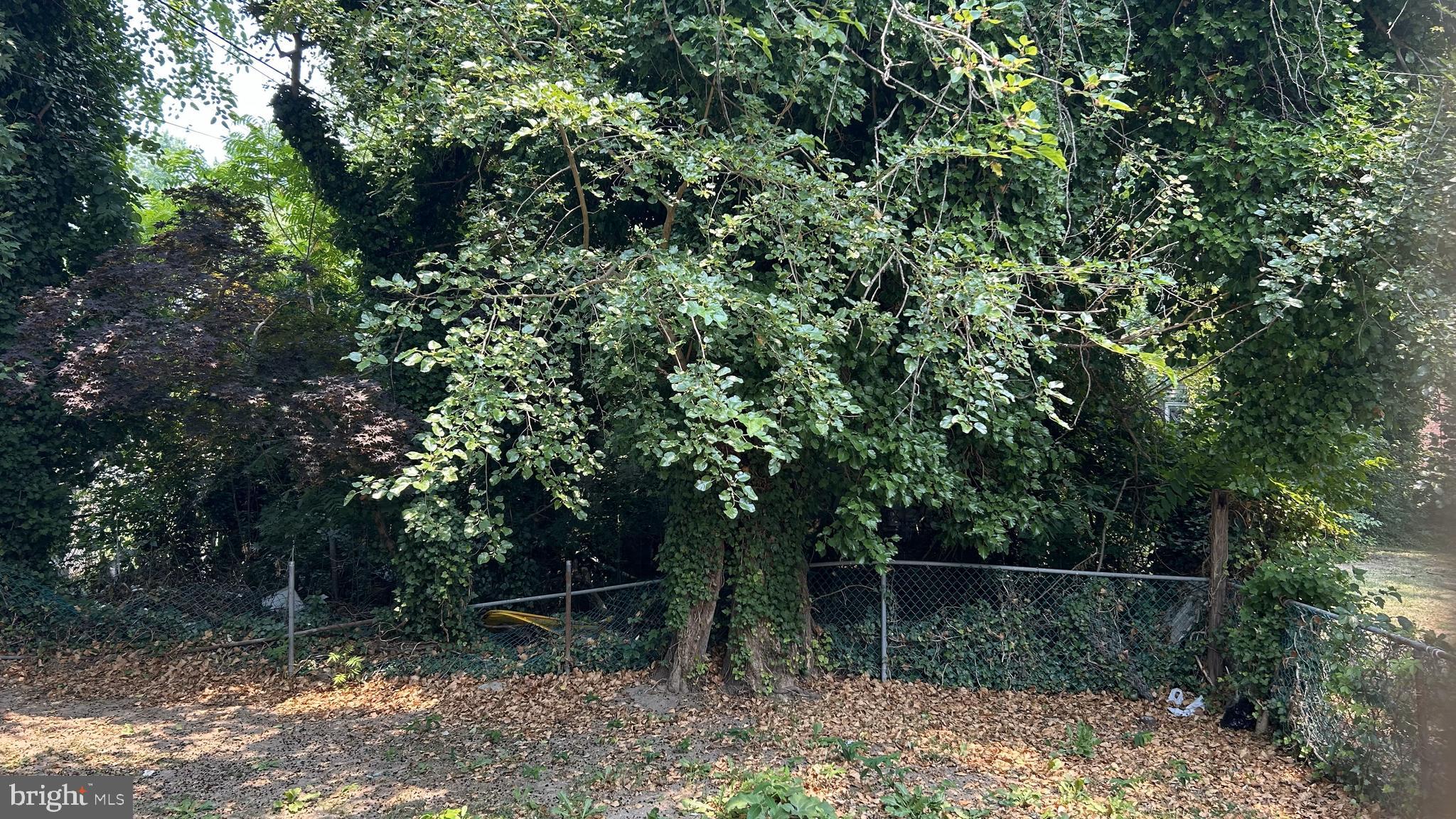 69 Carpenter Street Salem, NJ 08079 - Photo 25 of 29 a backyard of a house with lots of green space and trees
