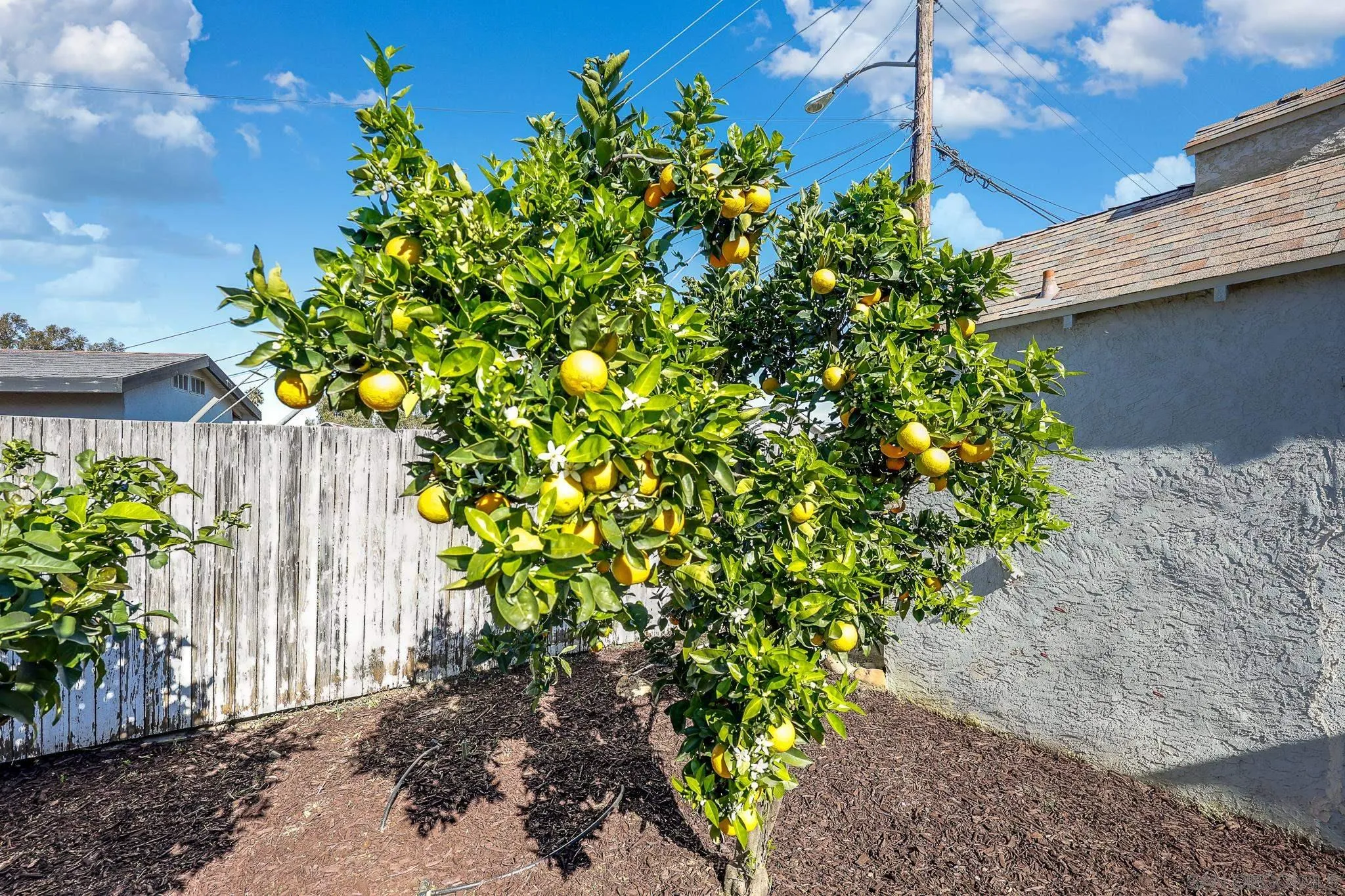 2146 El Pasillo Lane Spring Valley, CA 91977 - Photo 21 of 30 a backyard of a house with lots of green space