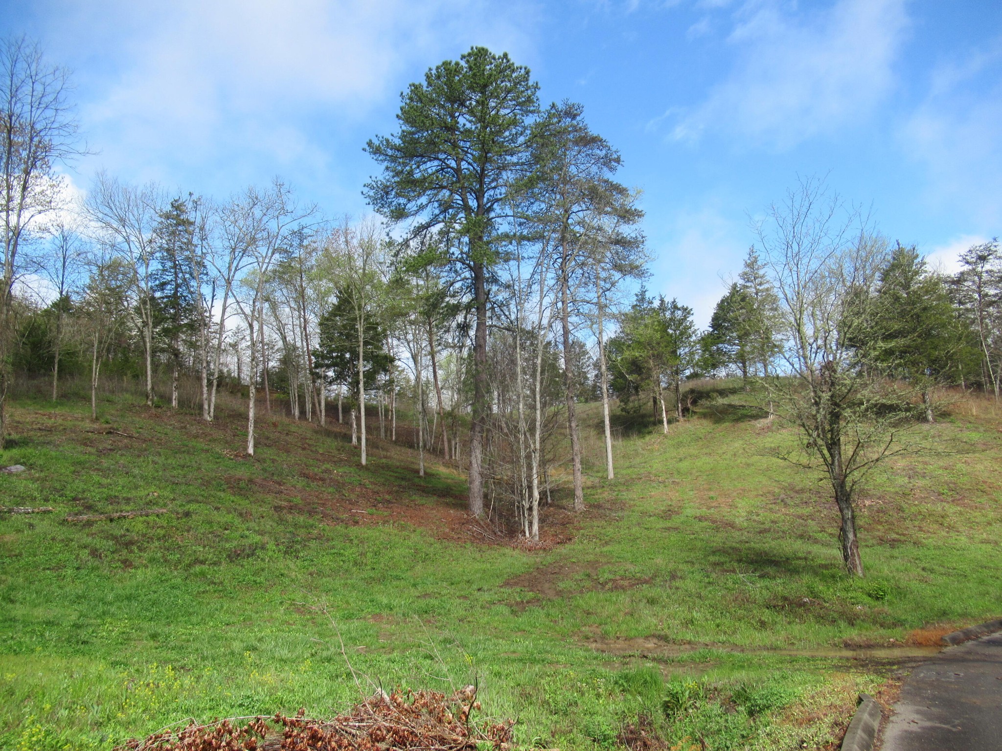 10 Hidden Ranch Way Seymour, TN 37865 - Photo 6 of 25 Gallery Image 6