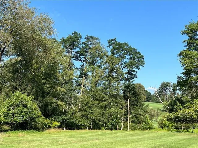 a view of a yard with plants and large trees