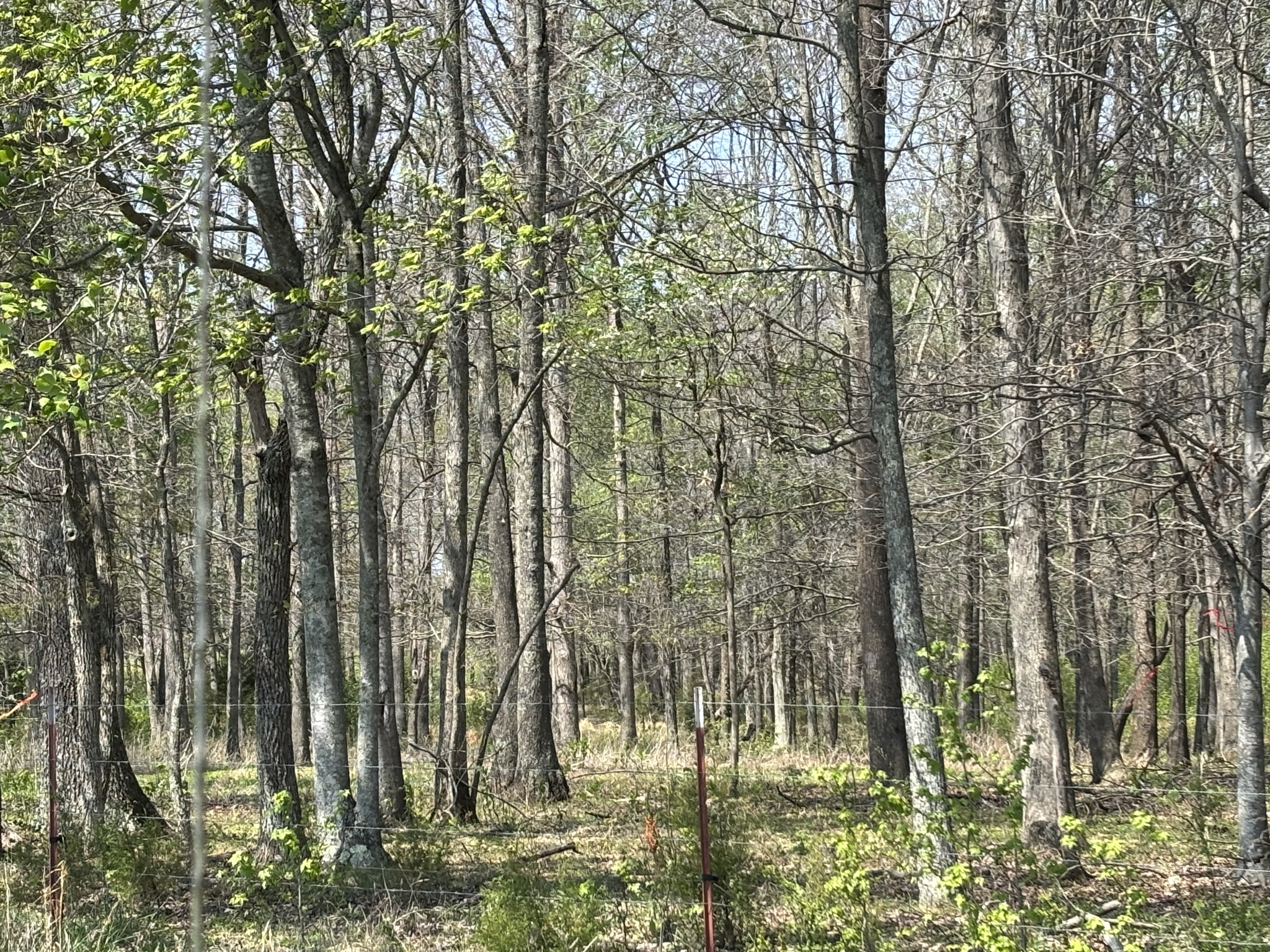 0 Hollow Springs Road Bradyville, TN 37026 - Photo 4 of 6