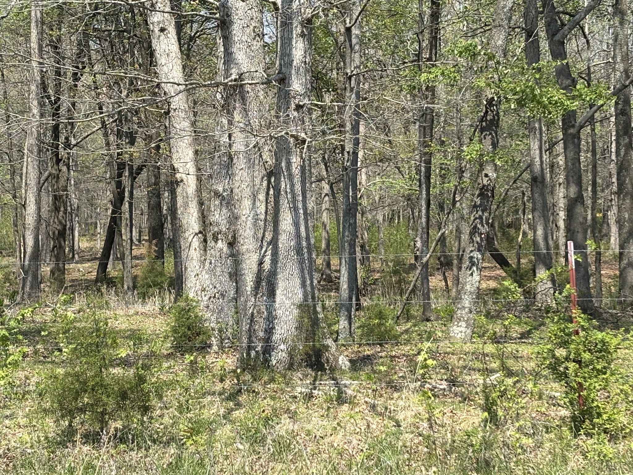 0 Hollow Springs Road Bradyville, TN 37026 - Photo 5 of 6