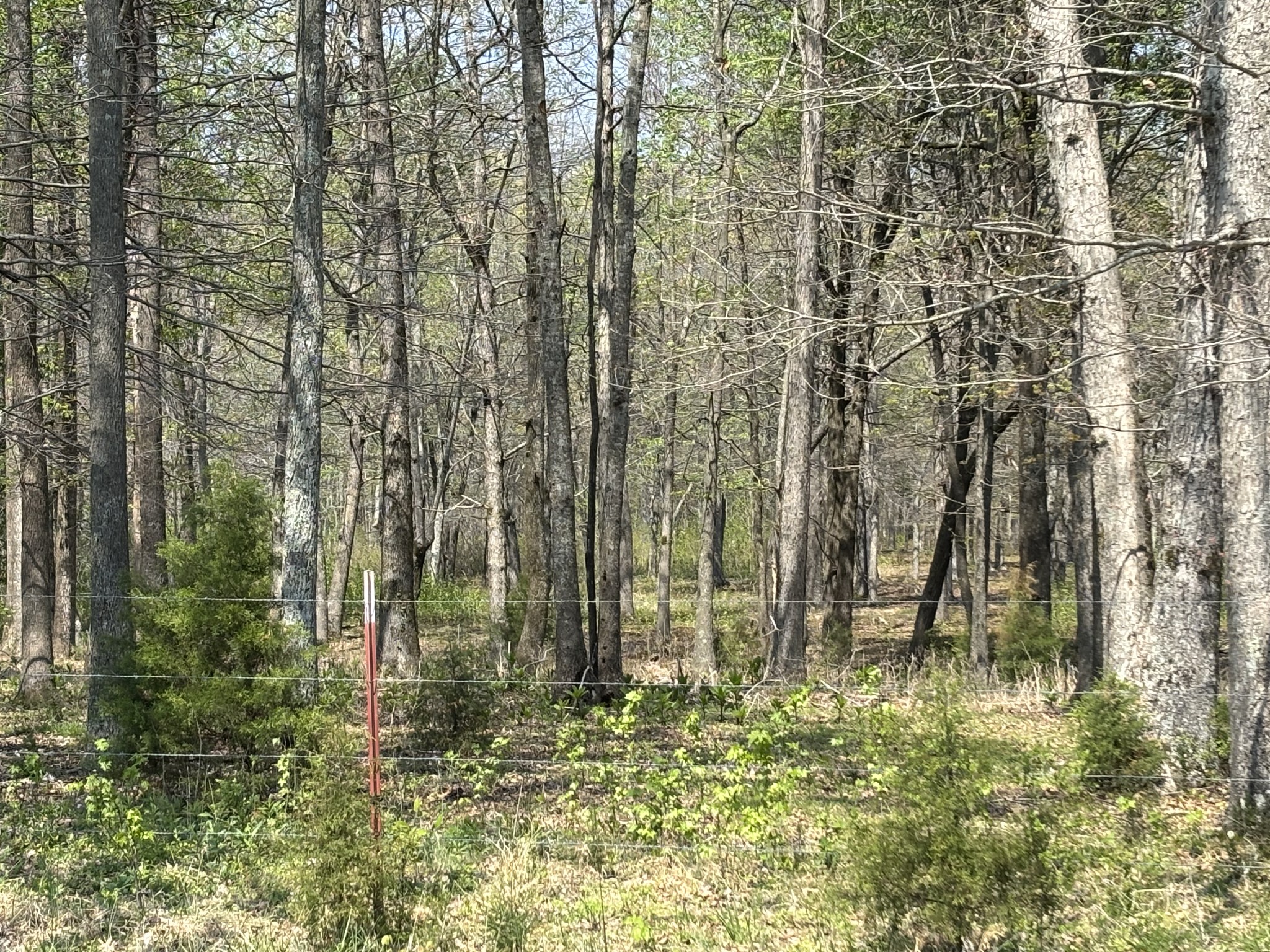 0 Hollow Springs Road Bradyville, TN 37026 - Photo 6 of 6