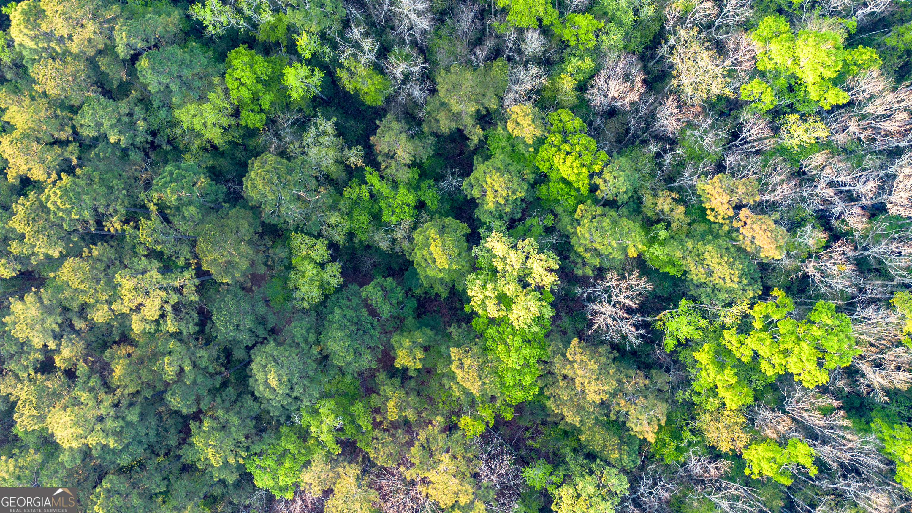 0 Little McCall Road Rincon, GA 31326 - Photo 5 of 12 a view of a plant
