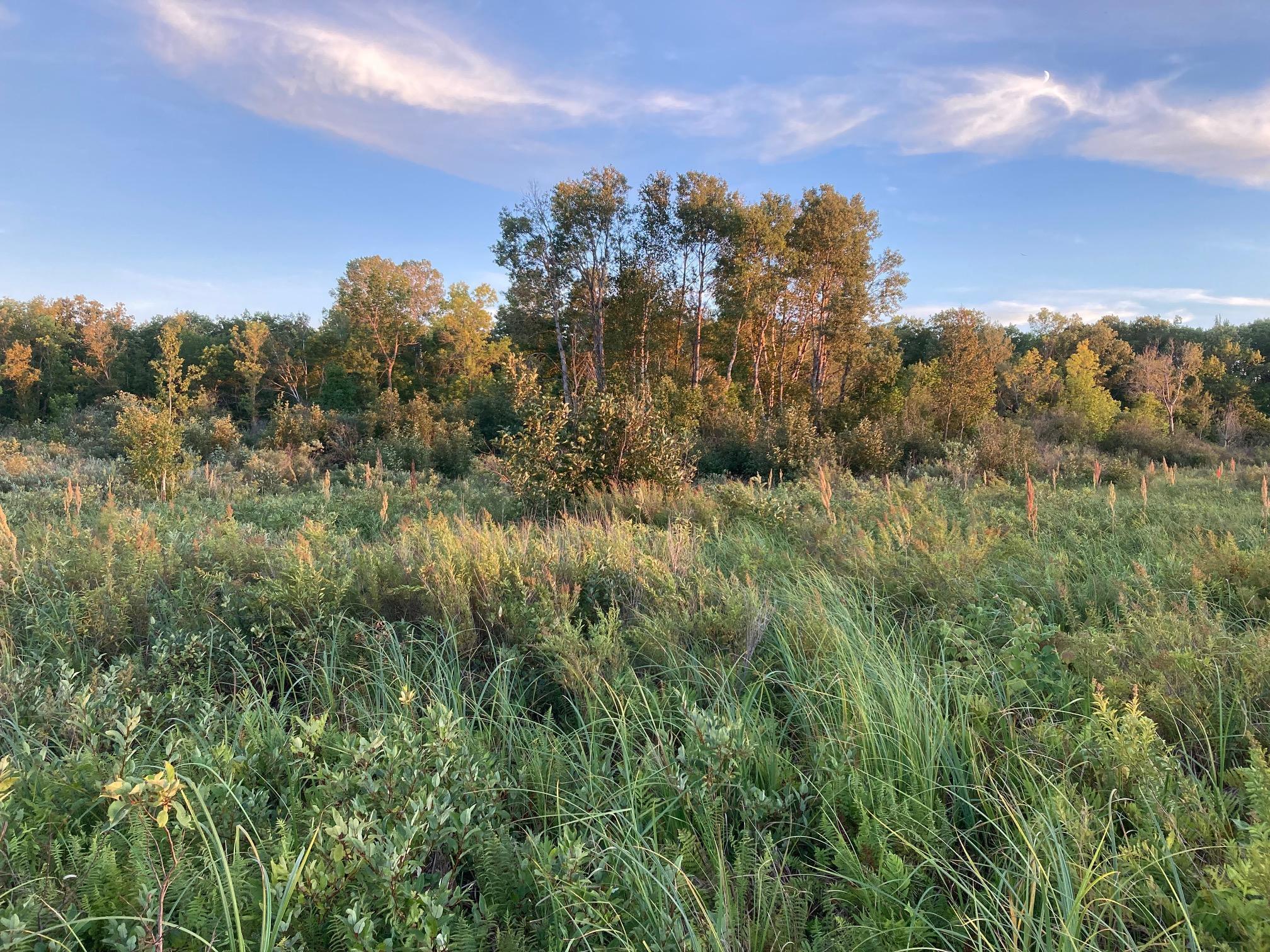 Xxxxx Merlin Road Milaca, MN 56353 - Photo 1 of 1 Gallery Image 1