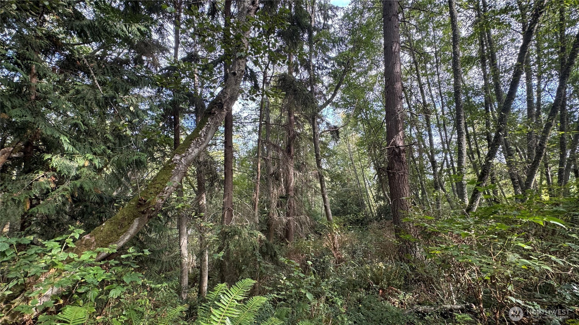 0 East Heggeness Road Clinton, WA 98236 - Photo 8 of 19 a view of forest