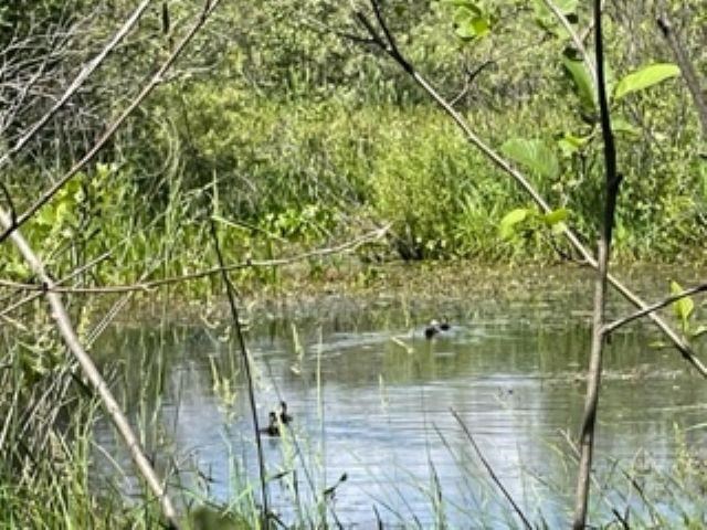 0 North Bowman Road Merritt, MI 49667 - Photo 2 of 24