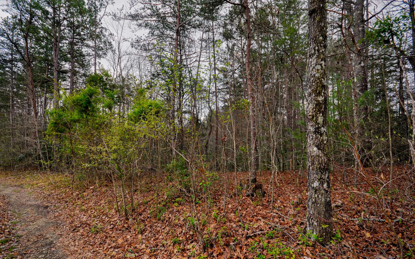Old Johnson Road Murphy, NC 28906 - Photo 1 of 1 Main View