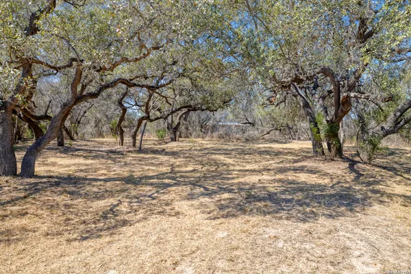 a view of empty space with large trees