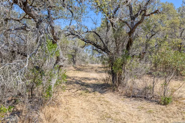 a view of a yard with large tree