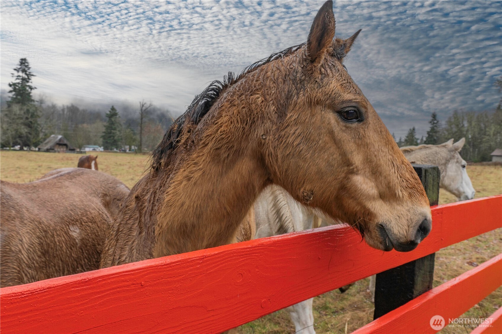 244 Martin Road Glenoma, WA 98336 - Photo 37 of 39 a view of a yard with an outdoor space