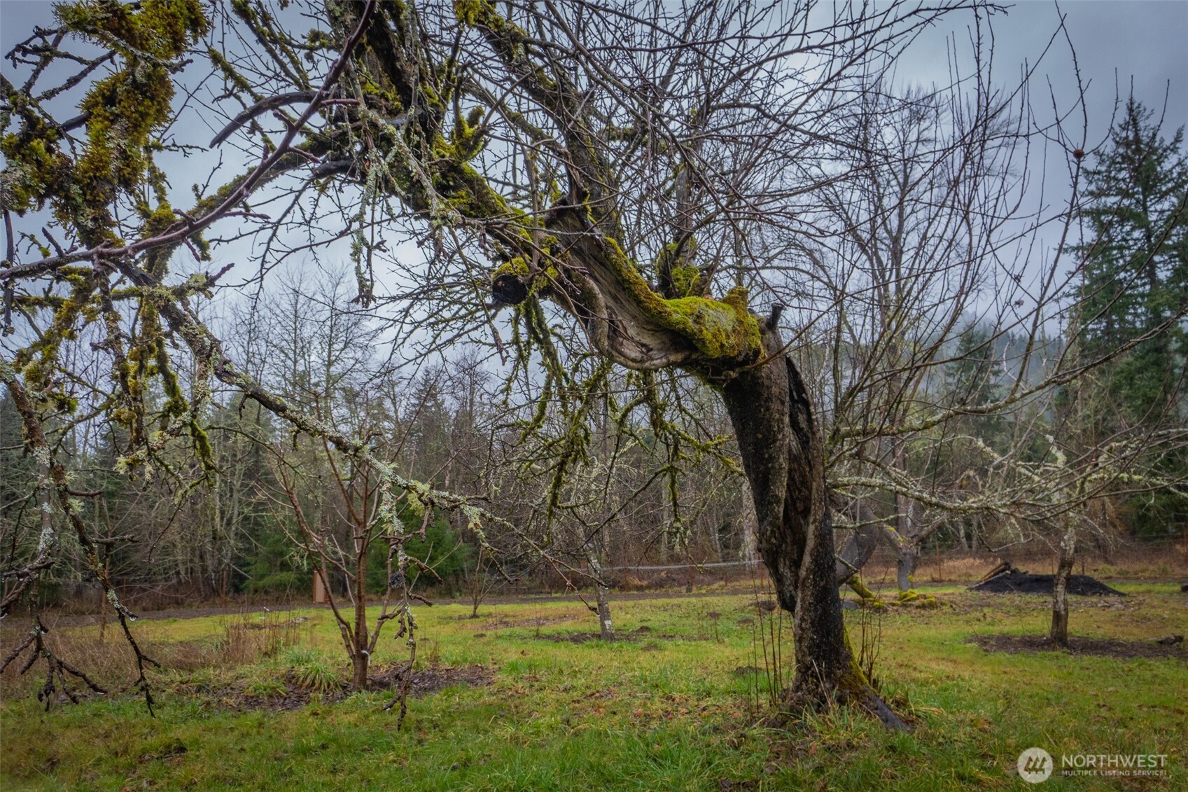 244 Martin Road Glenoma, WA 98336 - Photo 39 of 39 a view of yard with trees