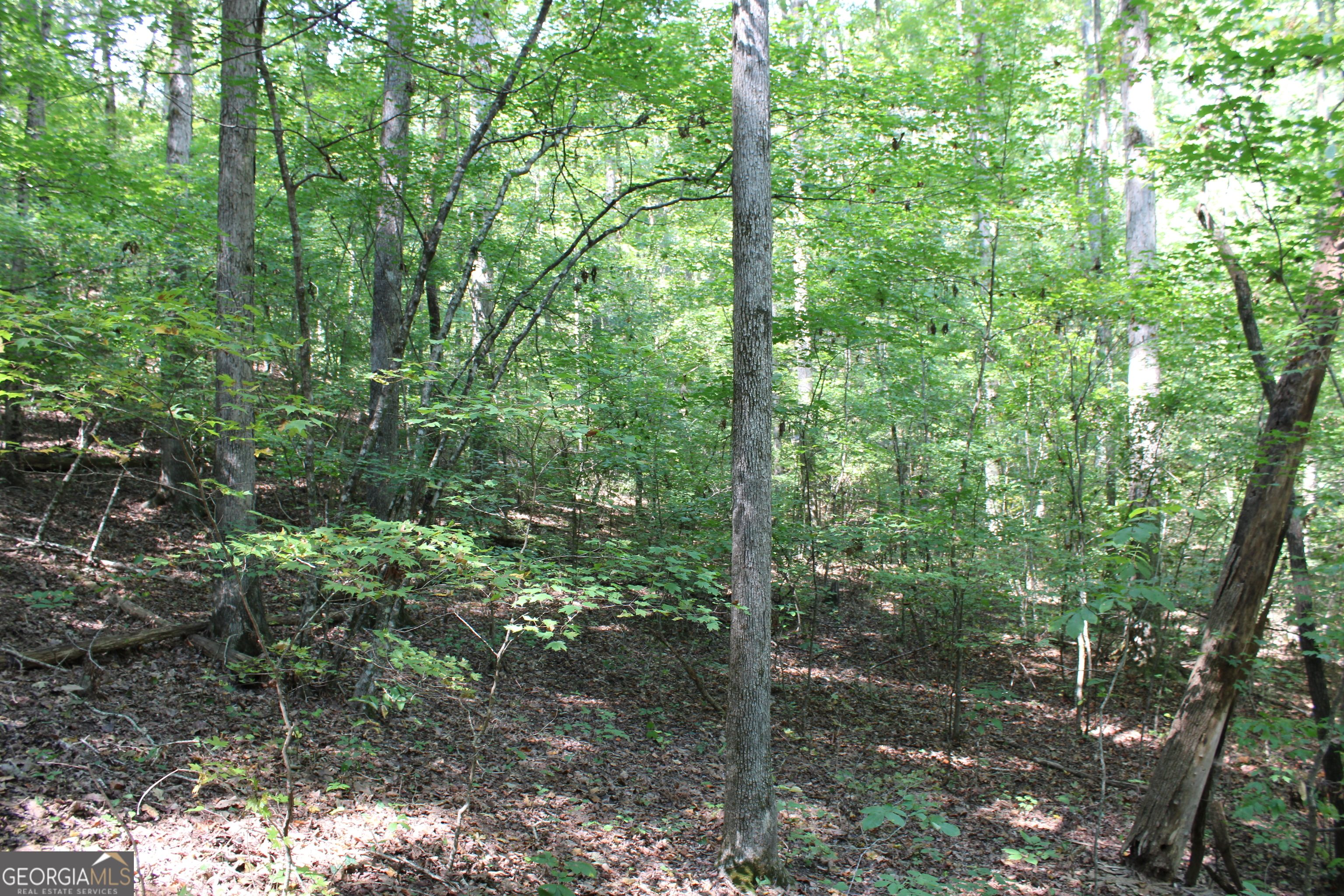 0 Conniston Road Chatsworth, GA 30705 - Photo 13 of 15 a view of a forest that has large trees