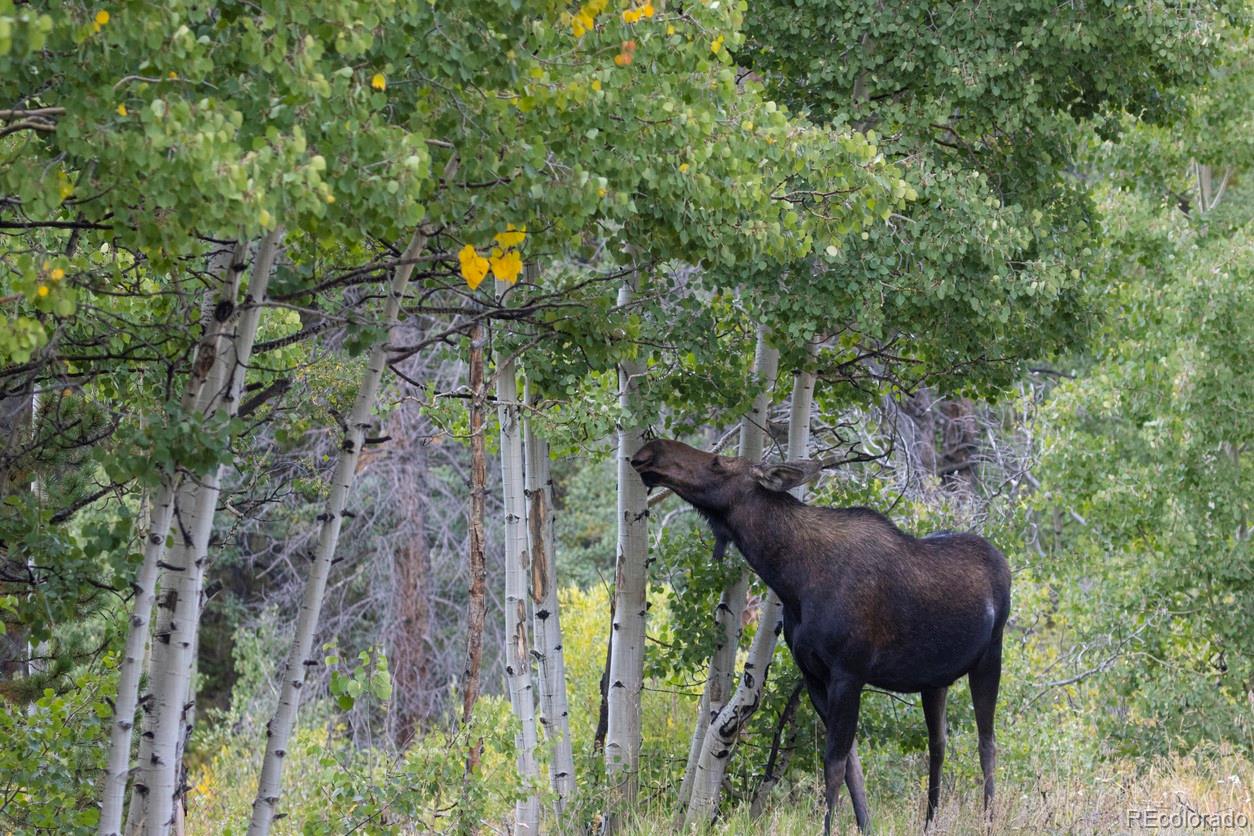 89 Skidoo Road Fairplay, CO 80440 - Photo 3 of 18 a backyard of a house with table and chairs