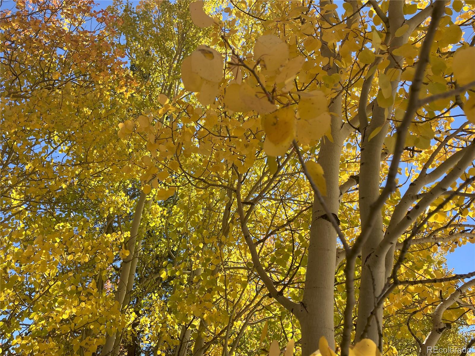 89 Skidoo Road Fairplay, CO 80440 - Photo 6 of 18 a picture of tree