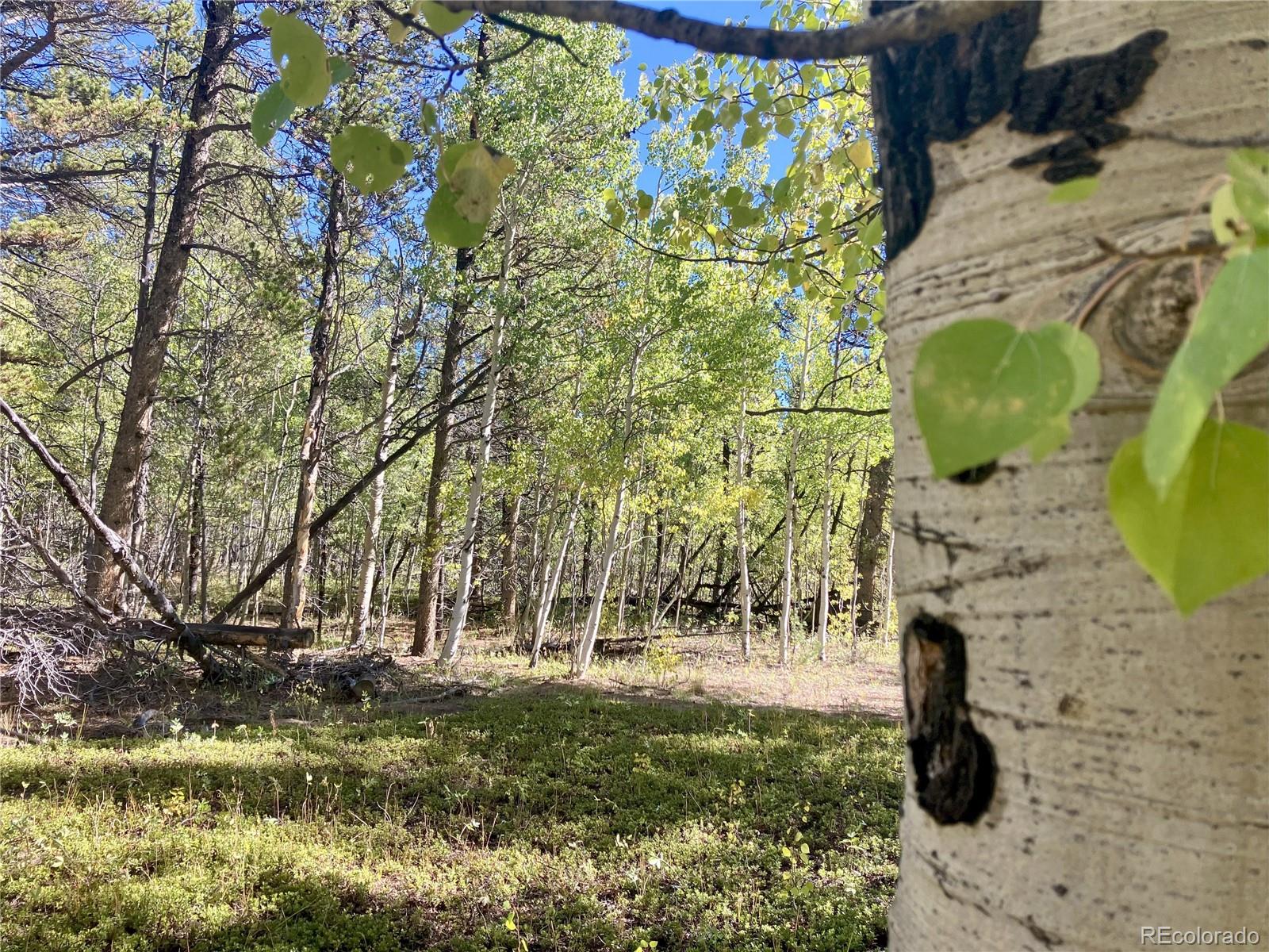 89 Skidoo Road Fairplay, CO 80440 - Photo 7 of 18 a view of outdoor space