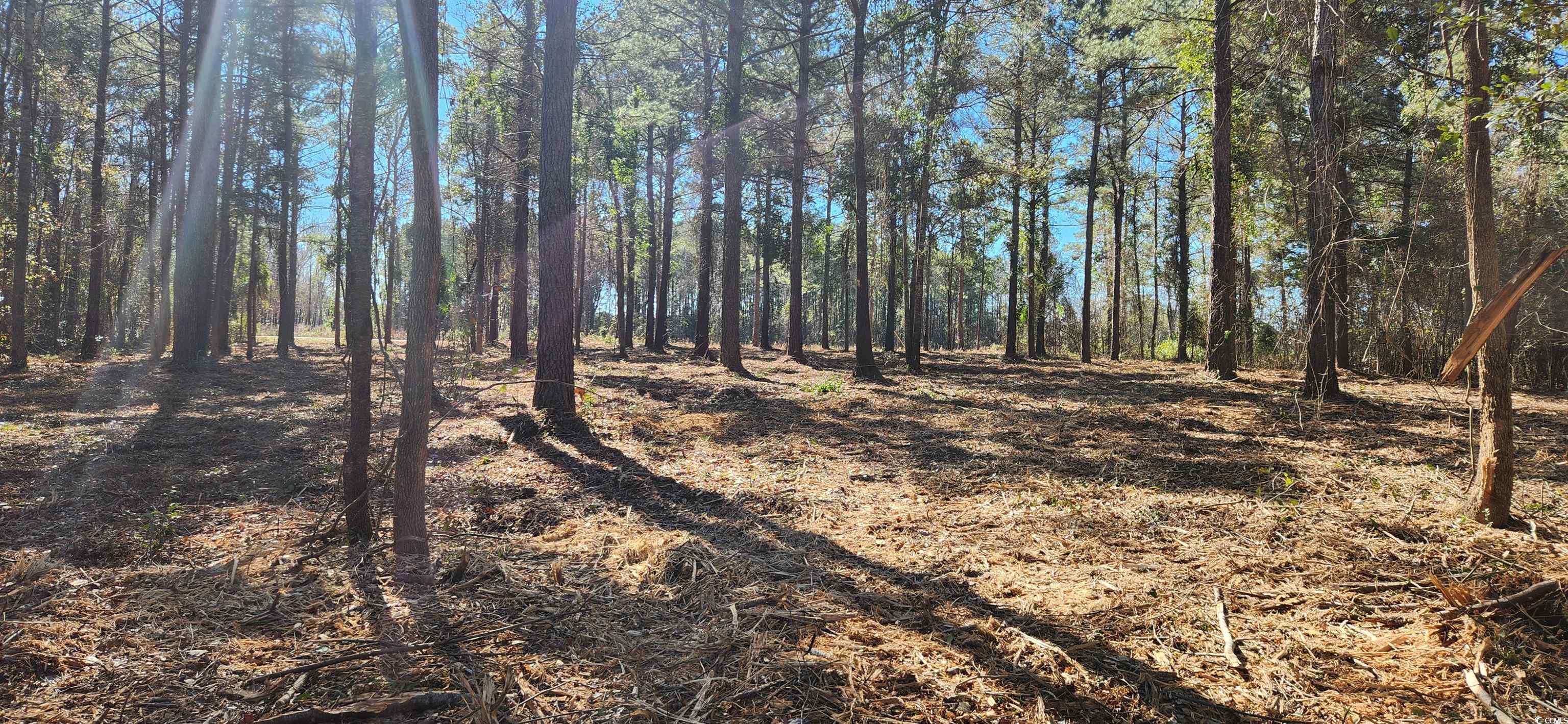 2747 Hagan Road Loris, SC 29569 - Photo 3 of 5 200+- inside of the woodline