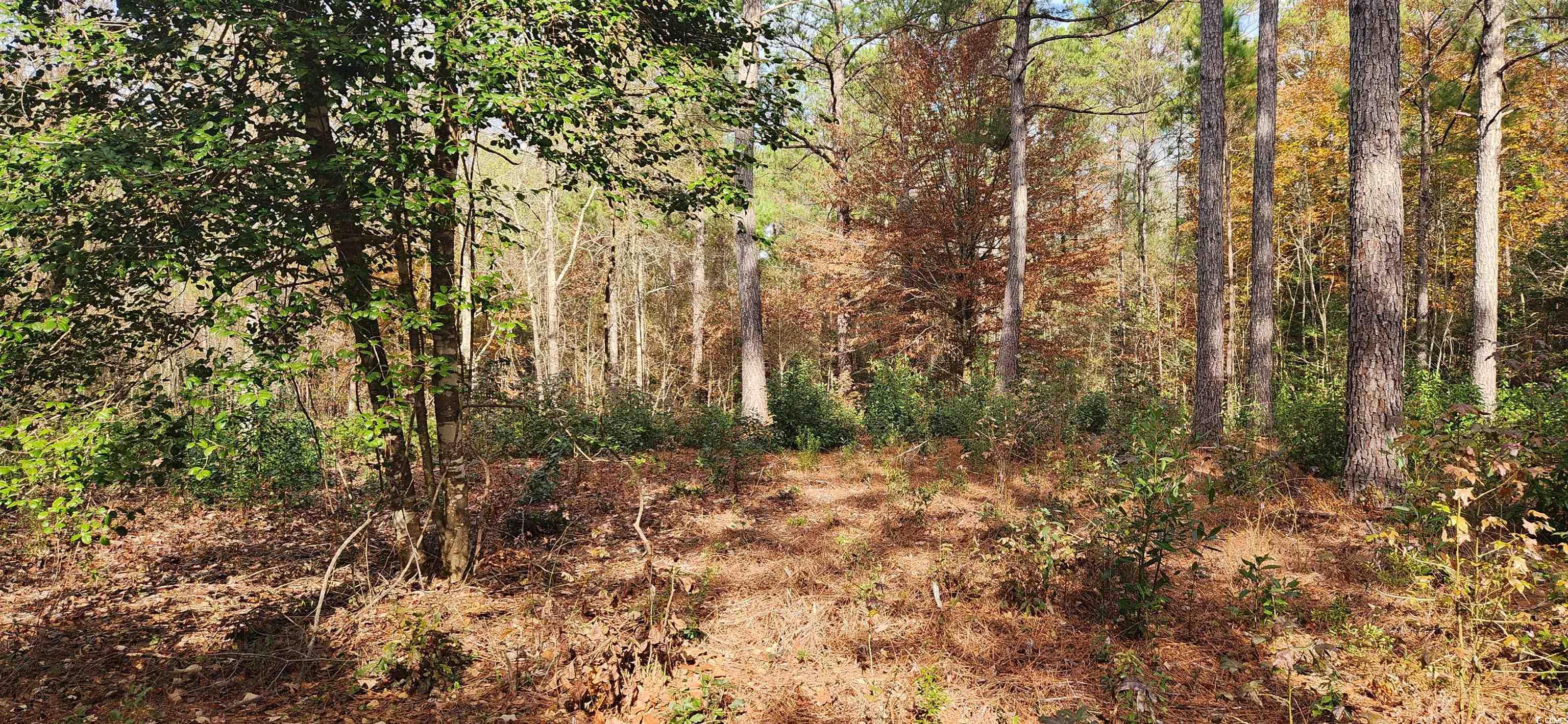 2747 Hagan Road Loris, SC 29569 - Photo 4 of 5 View of local wilderness