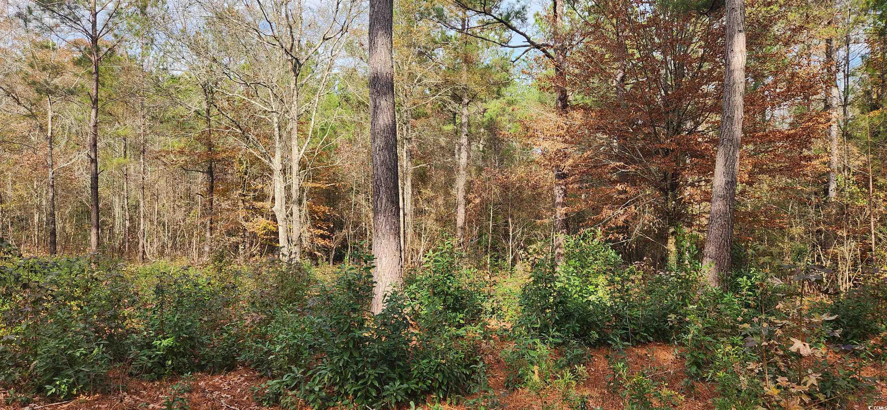 2747 Hagan Road Loris, SC 29569 - Photo 5 of 5 View of nature